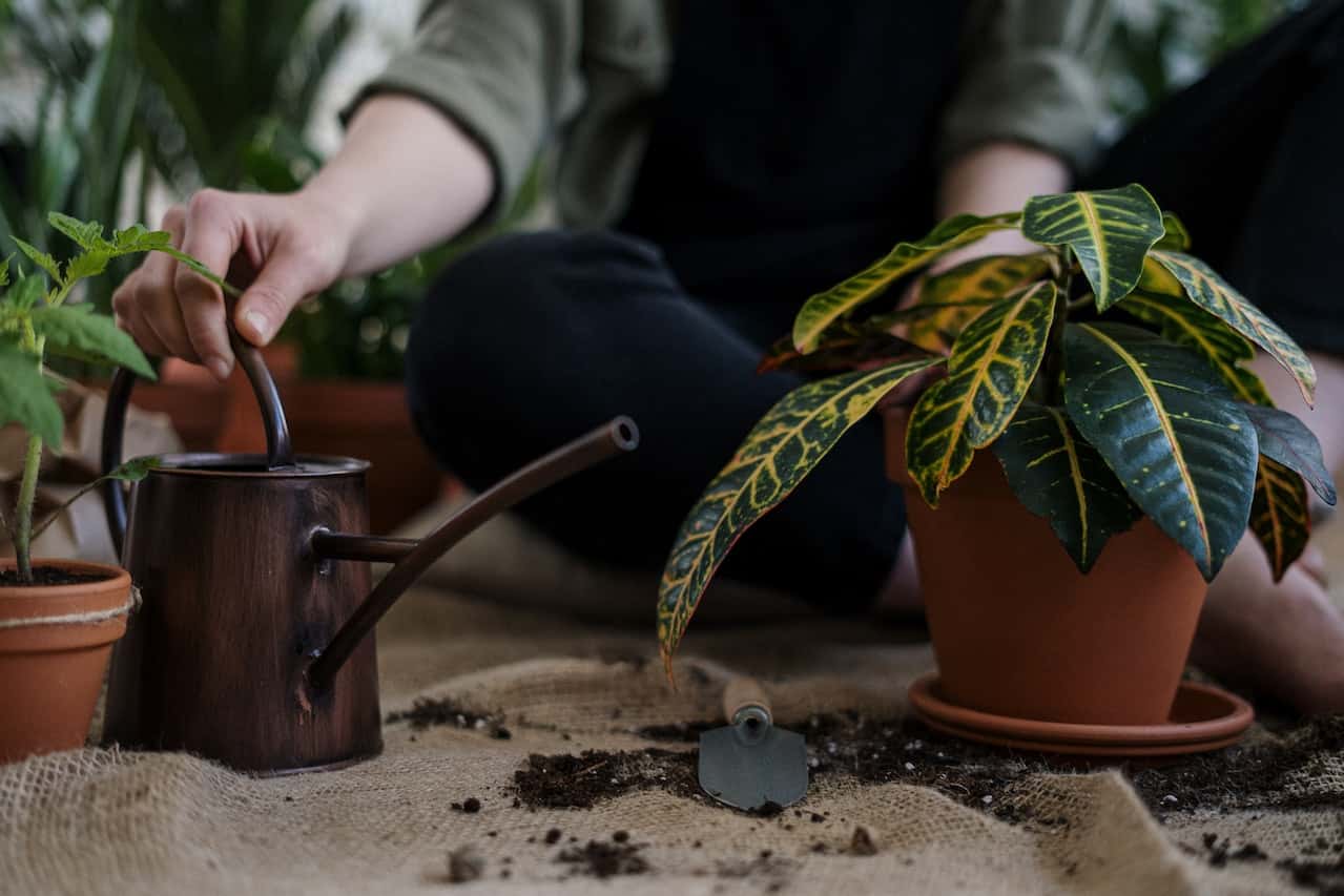 indoor plant watering