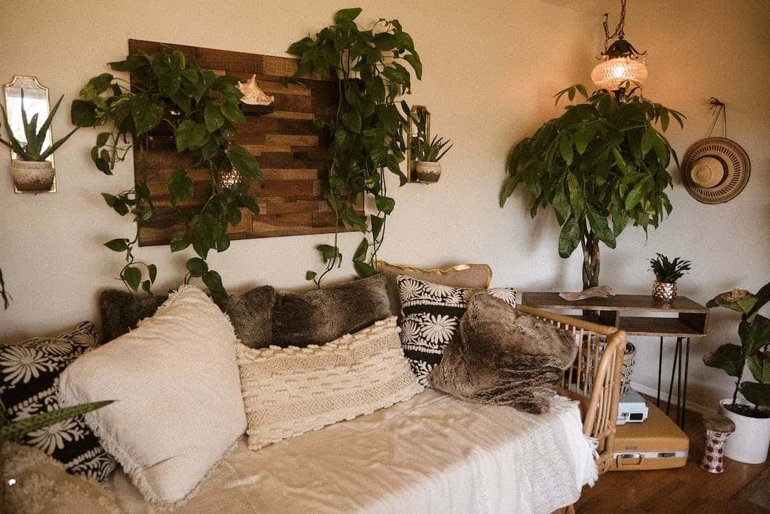 indoor plants