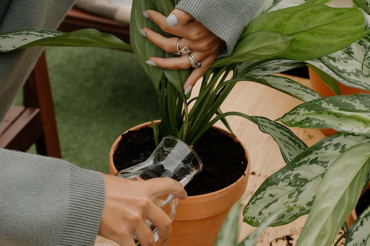 know your plants well