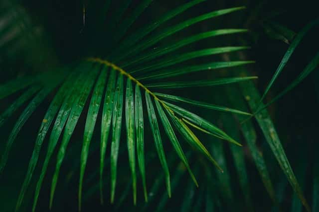 parlour palm