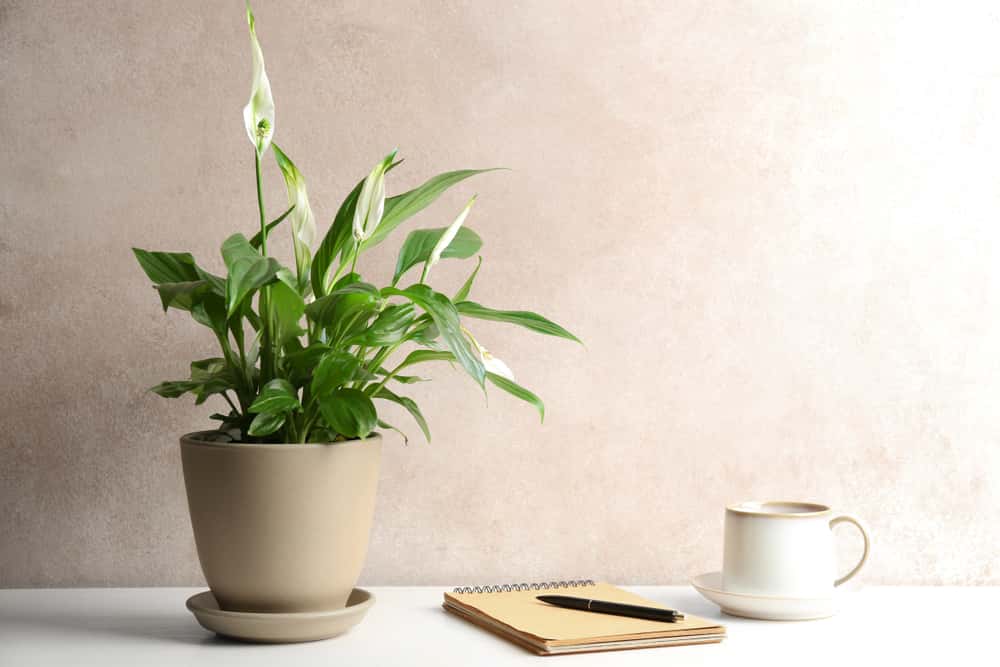 peace lily plants