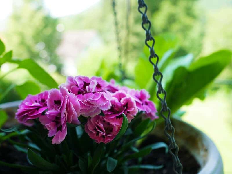 pink-petalled balcony plant