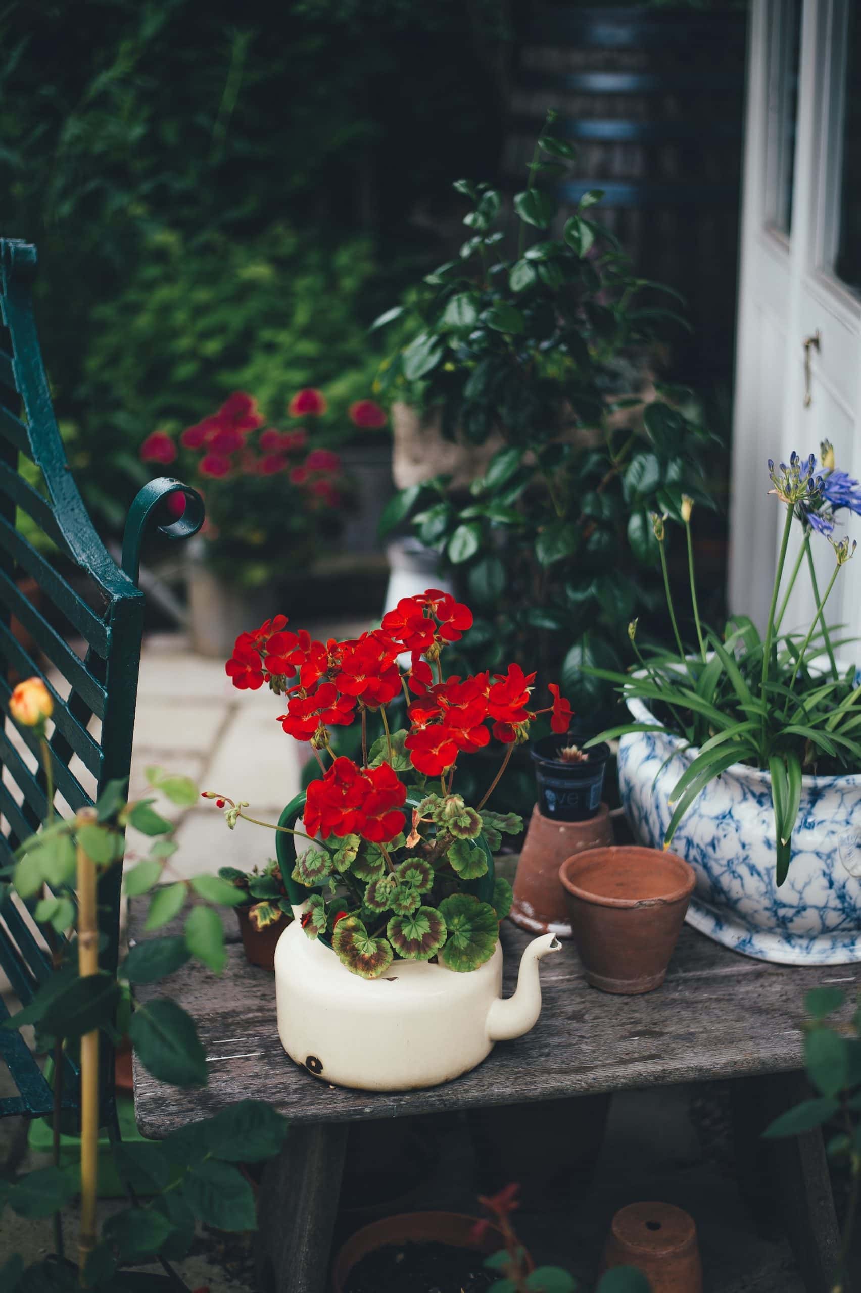 quirky plant balcony garden