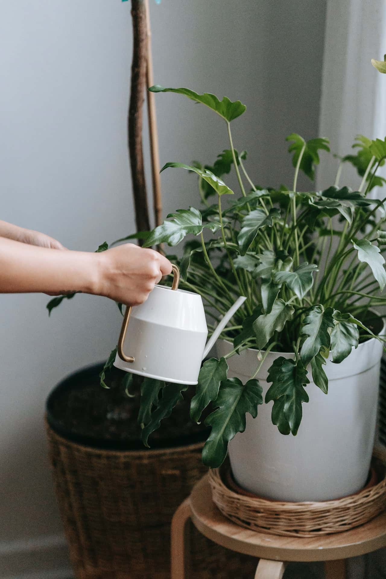 room temperature water for plants