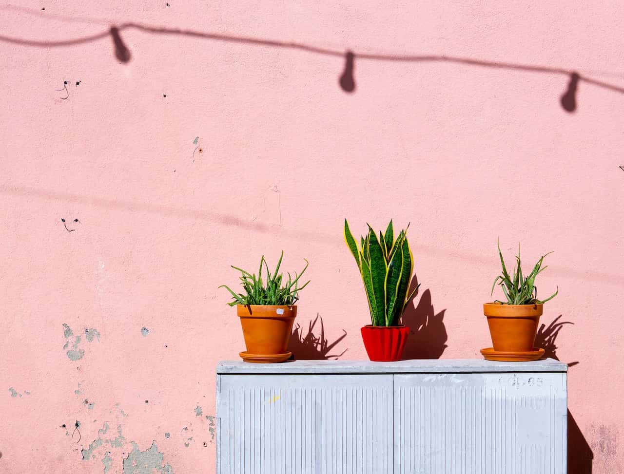 snake plant