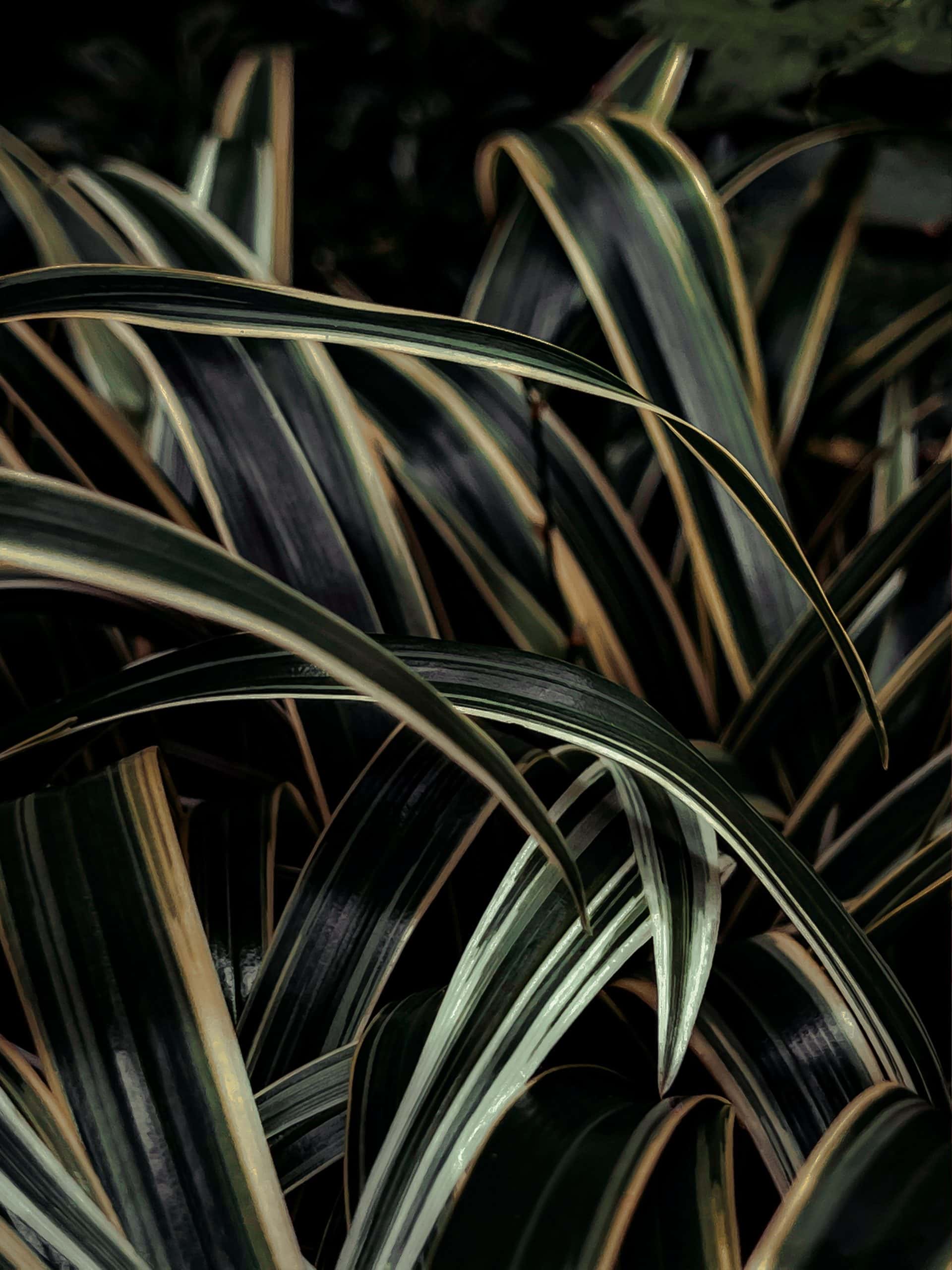 spider plant