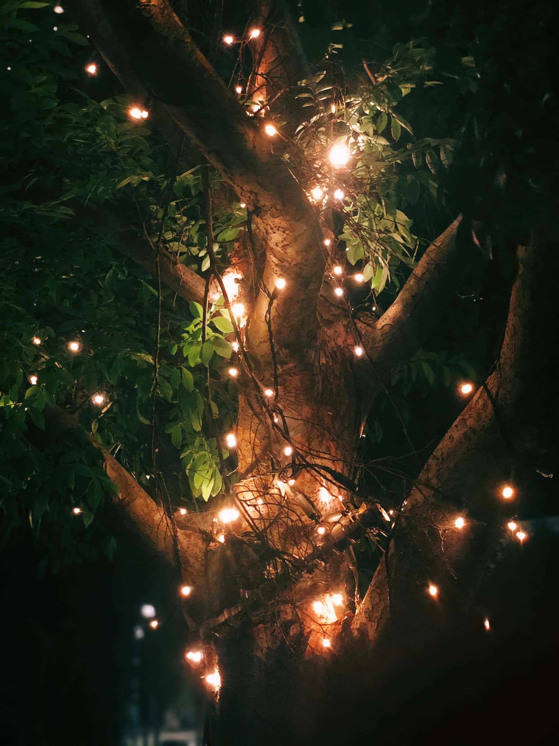 tree lights