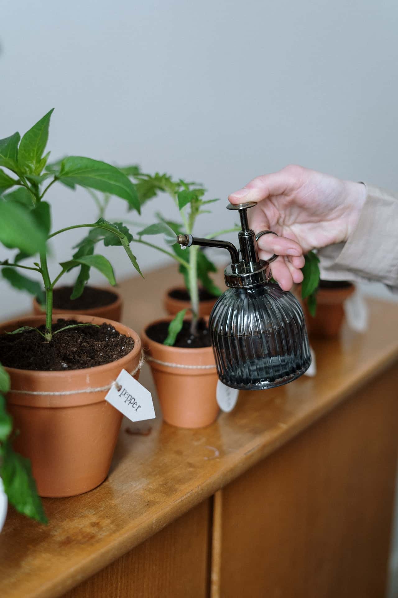 type of water for plants