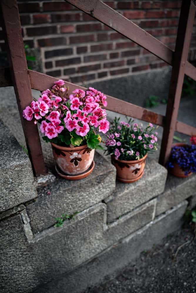 u-shaped staircase with flower pots