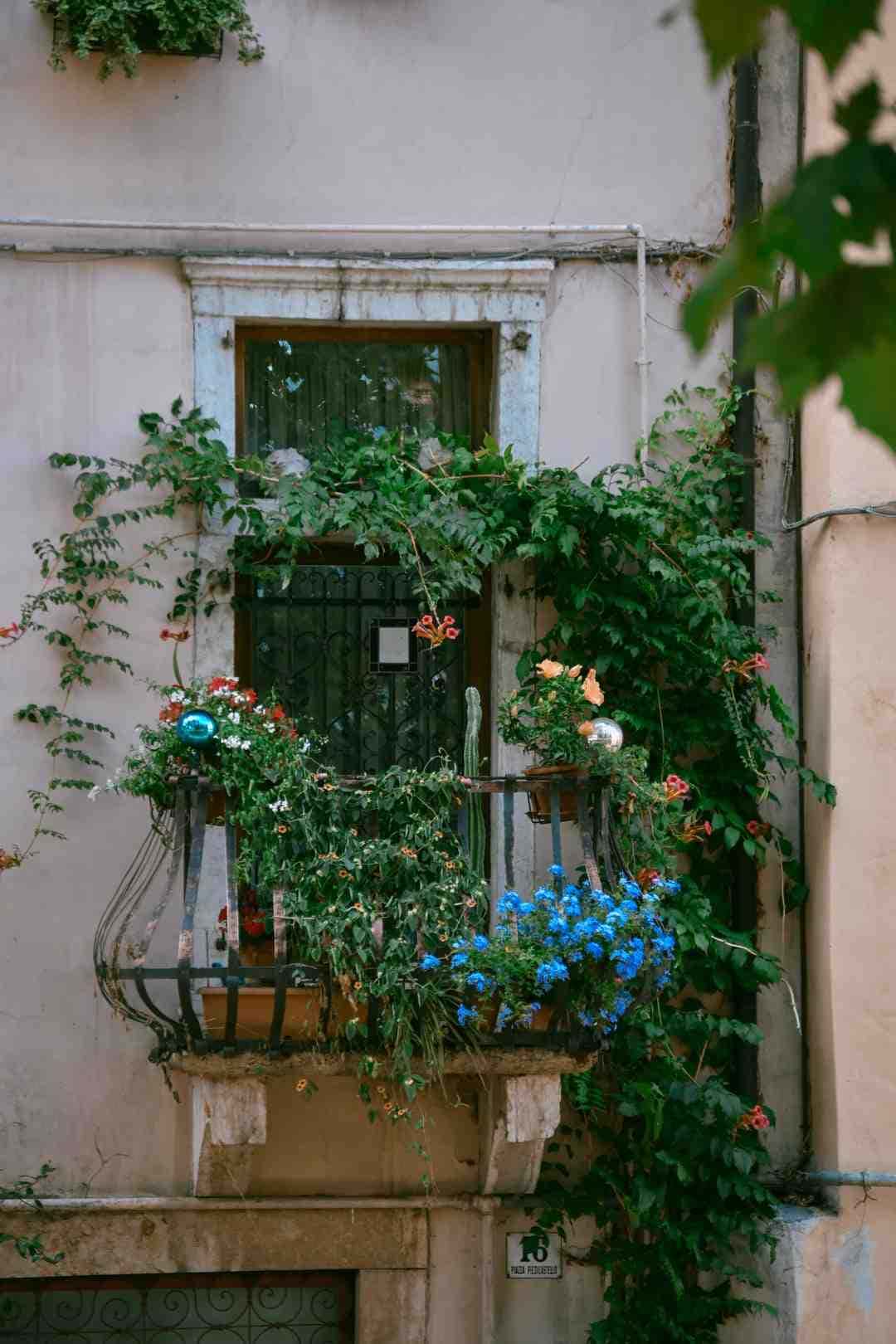 unparalleled balcony plant