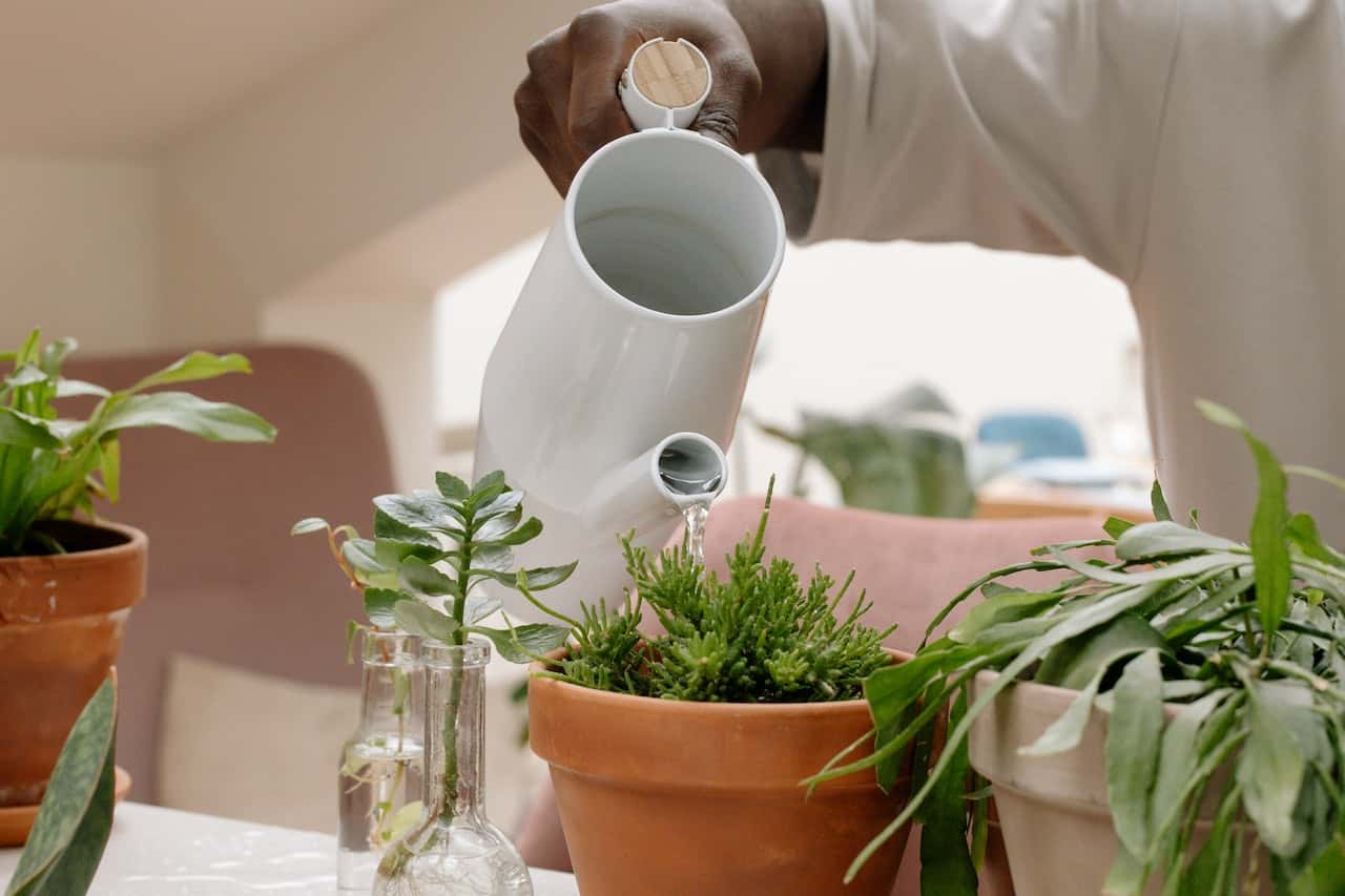watering plants from above
