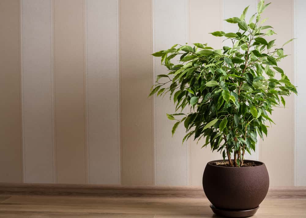 weeping fig