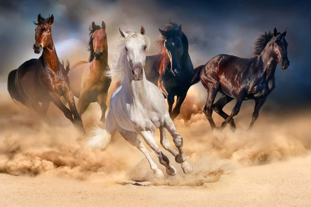 7 horse painting vastu direction in home