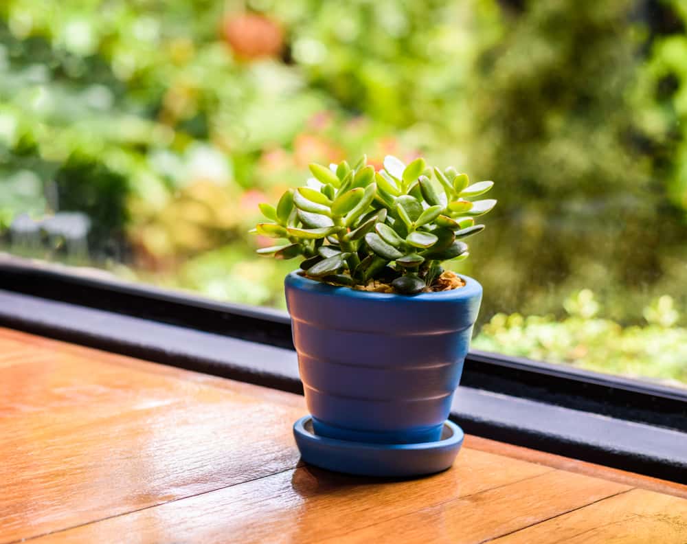 advantages of jade plants
