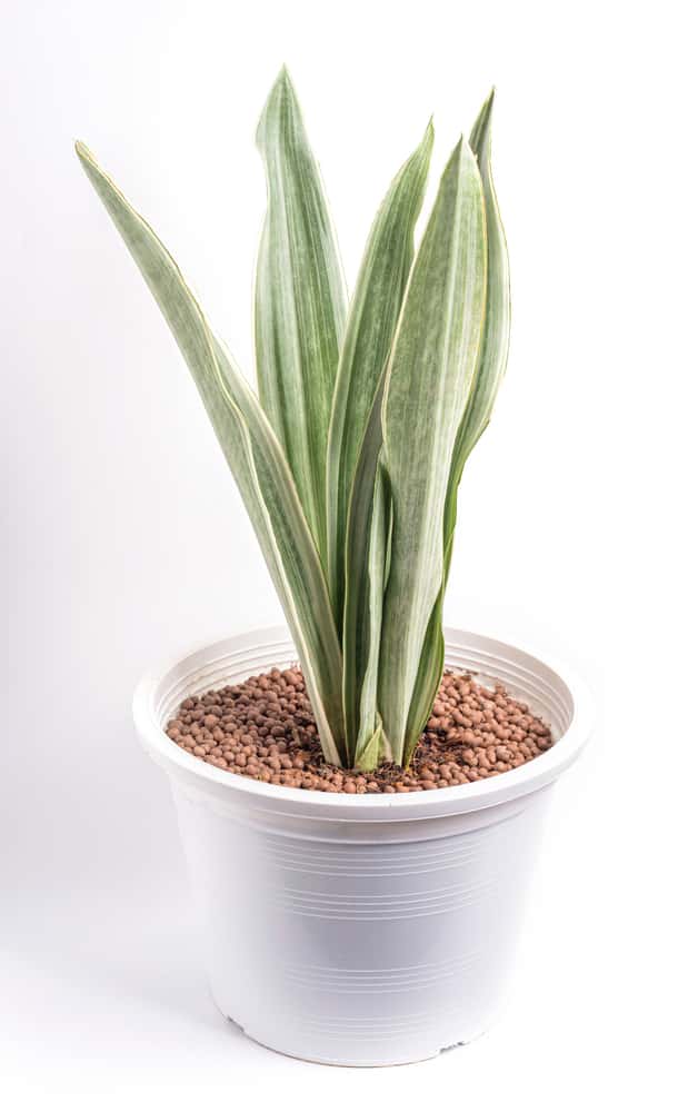 bantel's sensation snake plant