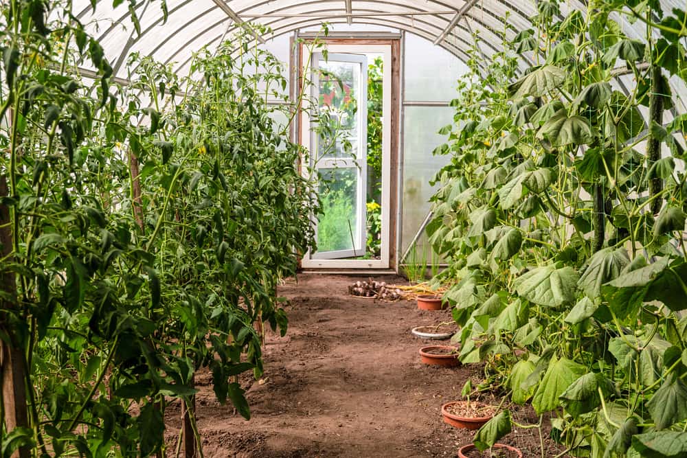 Thriving greenhouse plants with polycarbonate roofing and natural ventilation door