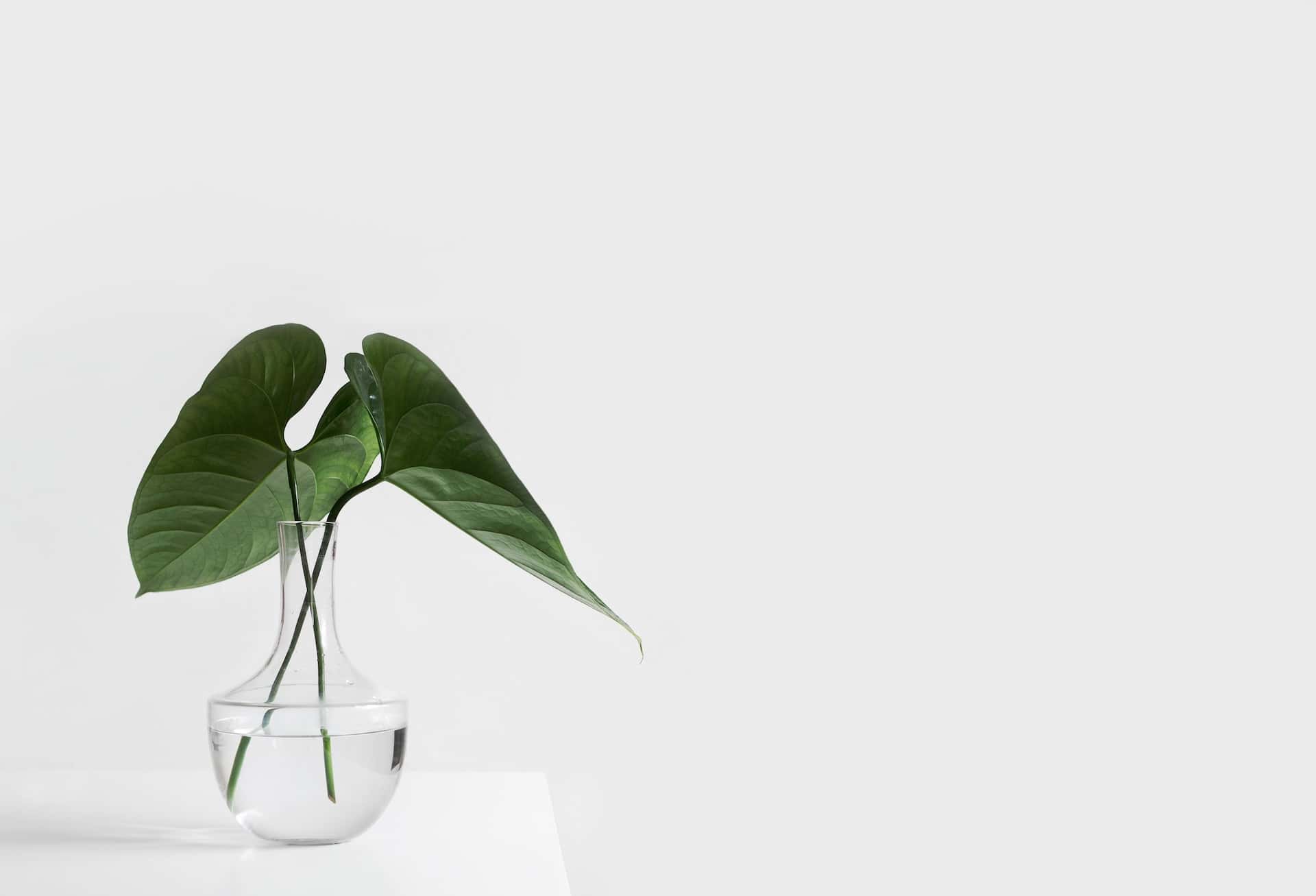 bigleaf money plant