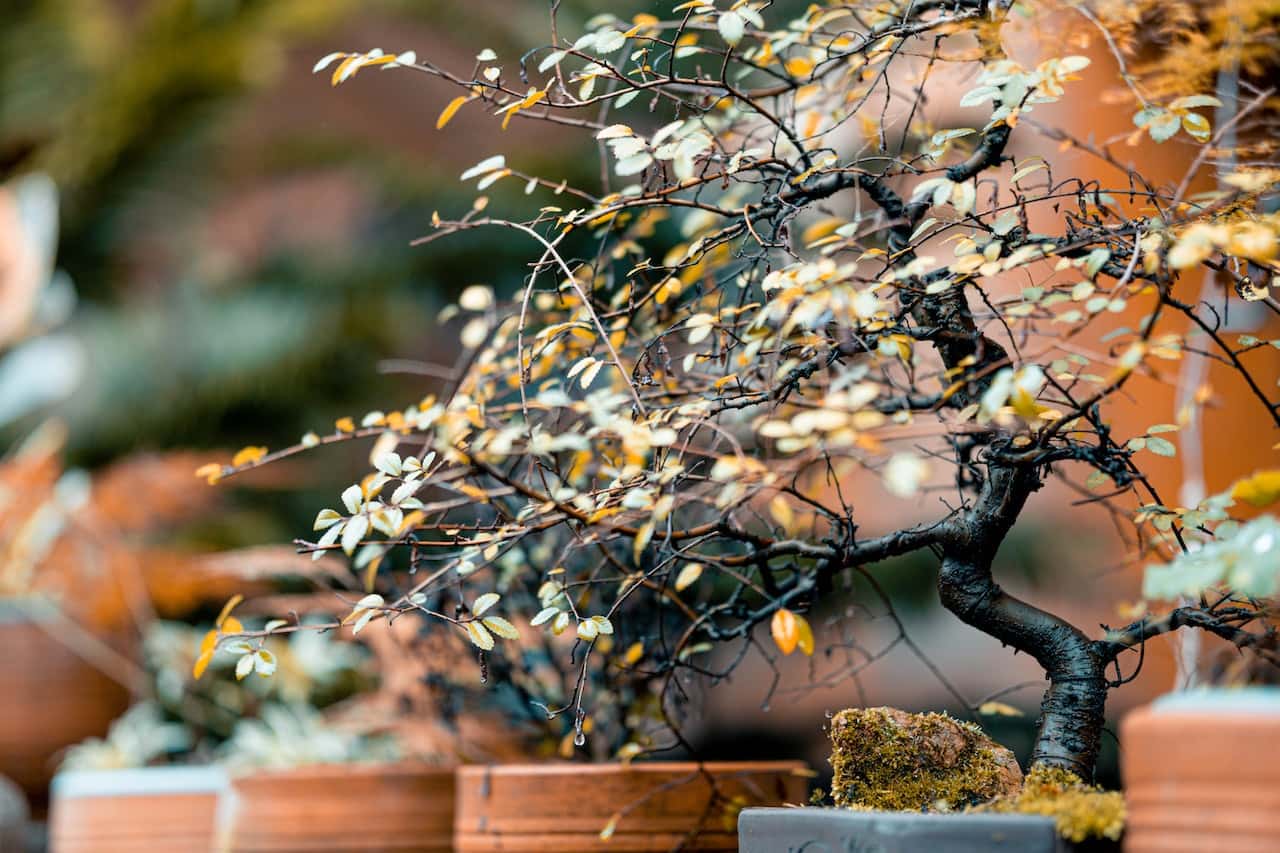 bonsai tree benefits