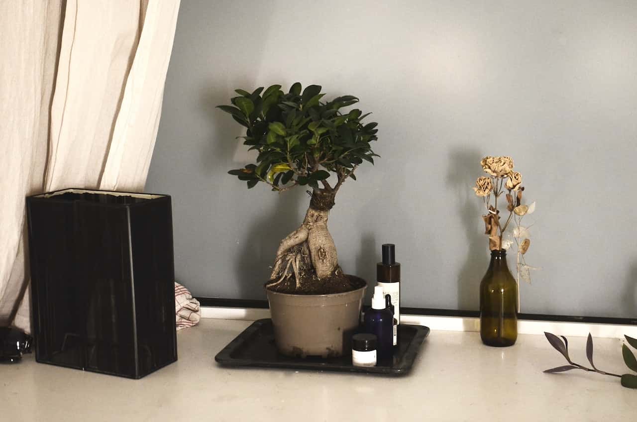 bonsai tree spiritual benefits