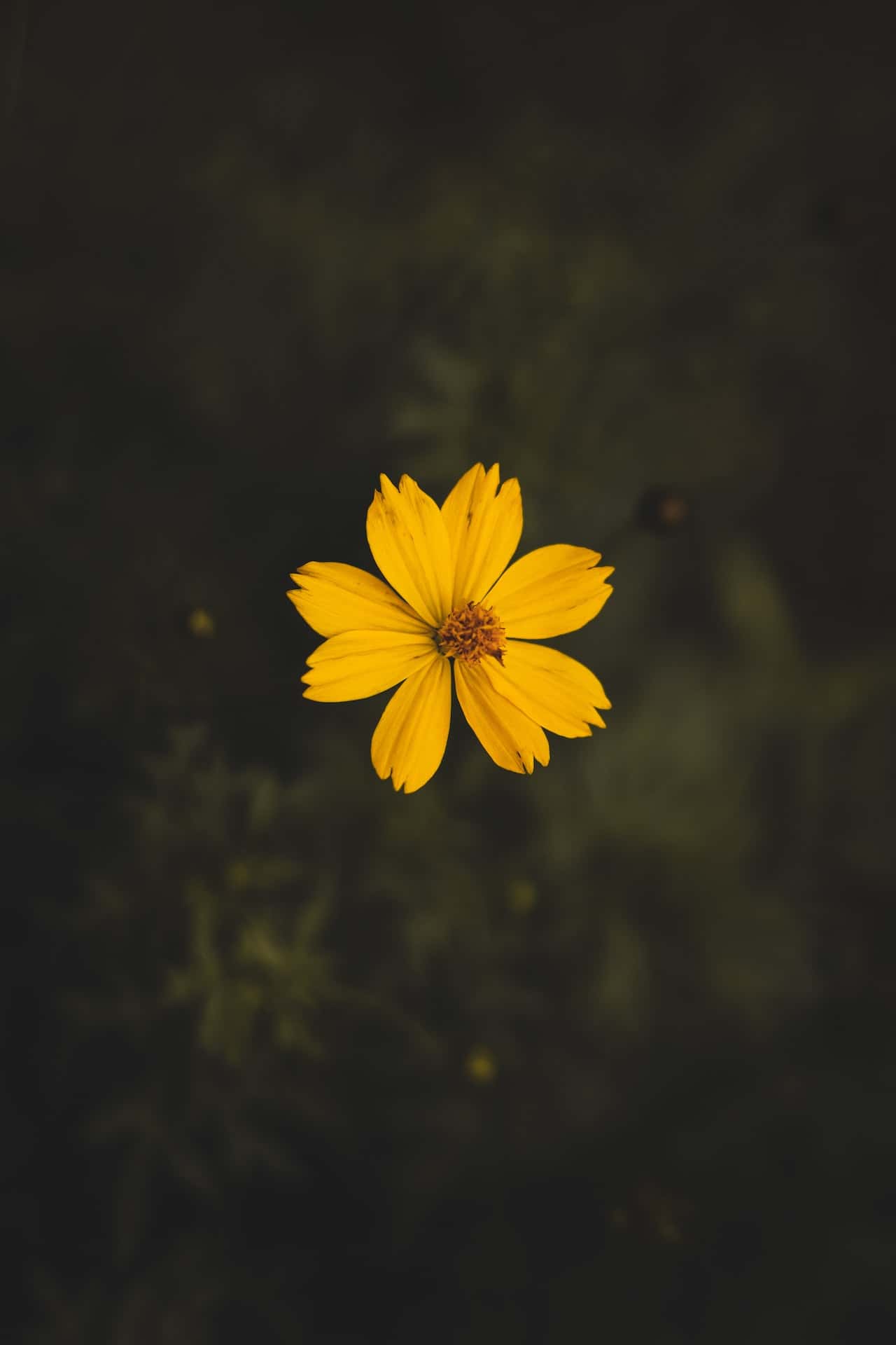 custom wallpaper