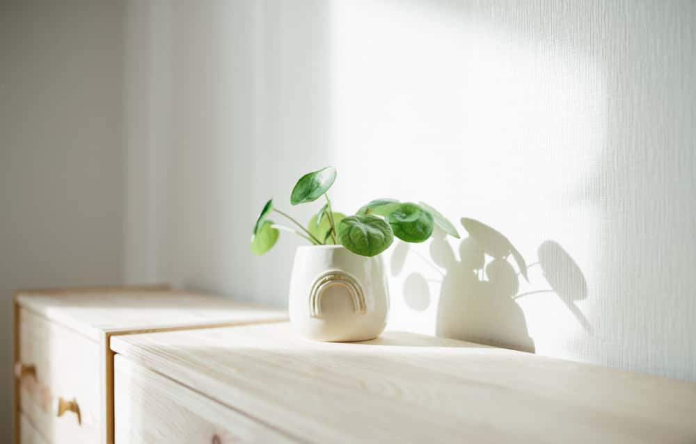 different types of money plant