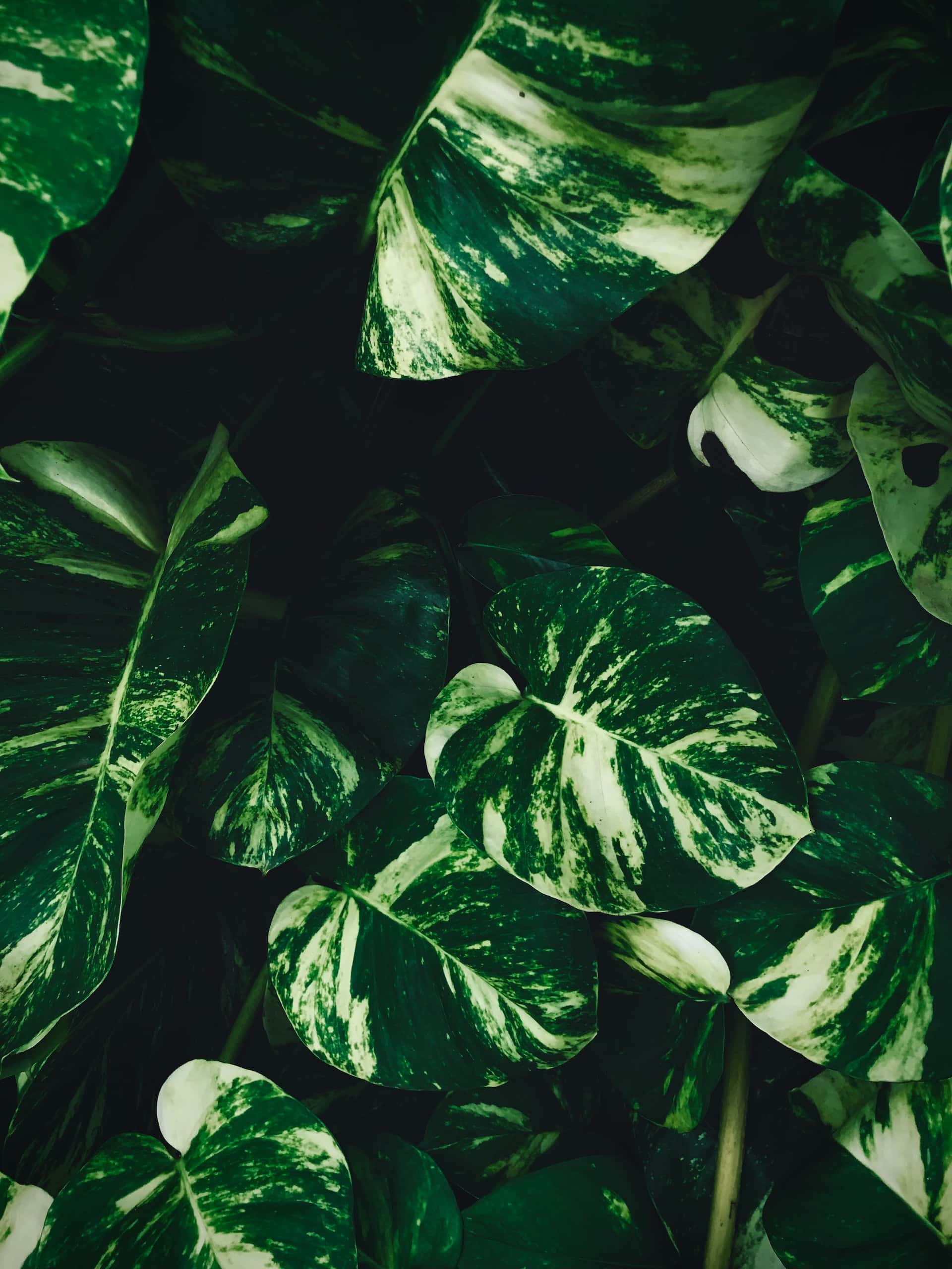 different types of money plants