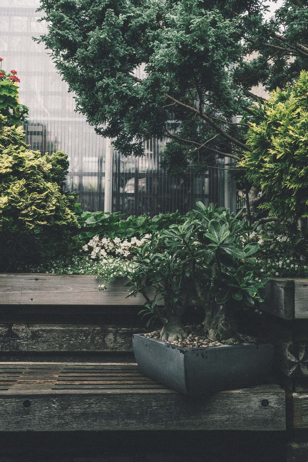 ficus bonsai benefits