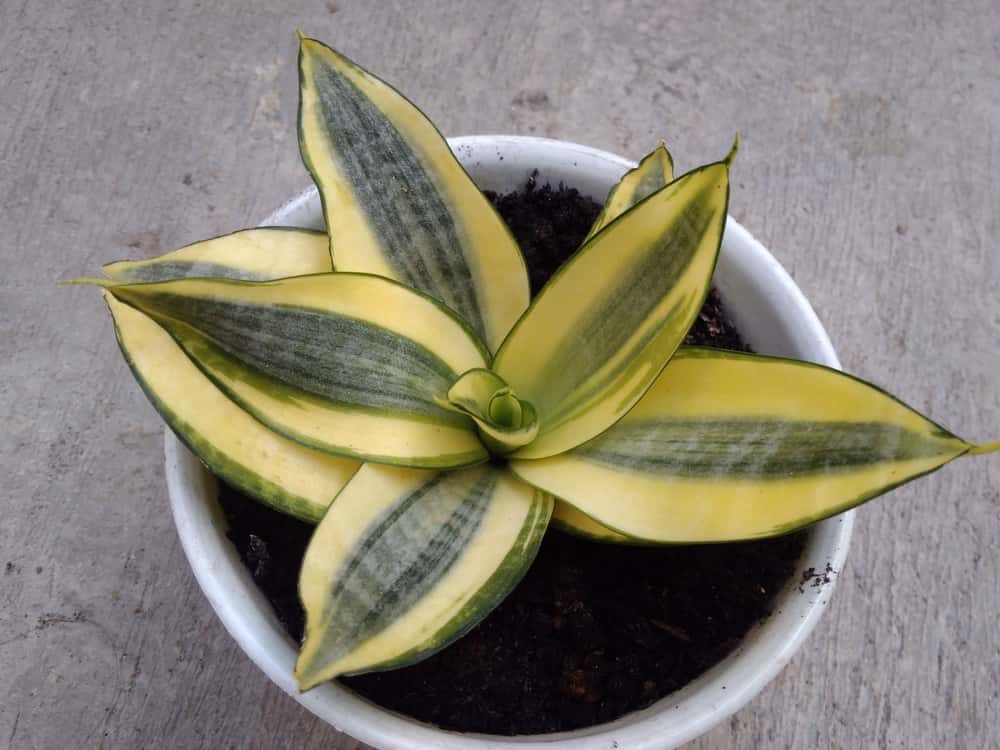 golden hahnii snake plant