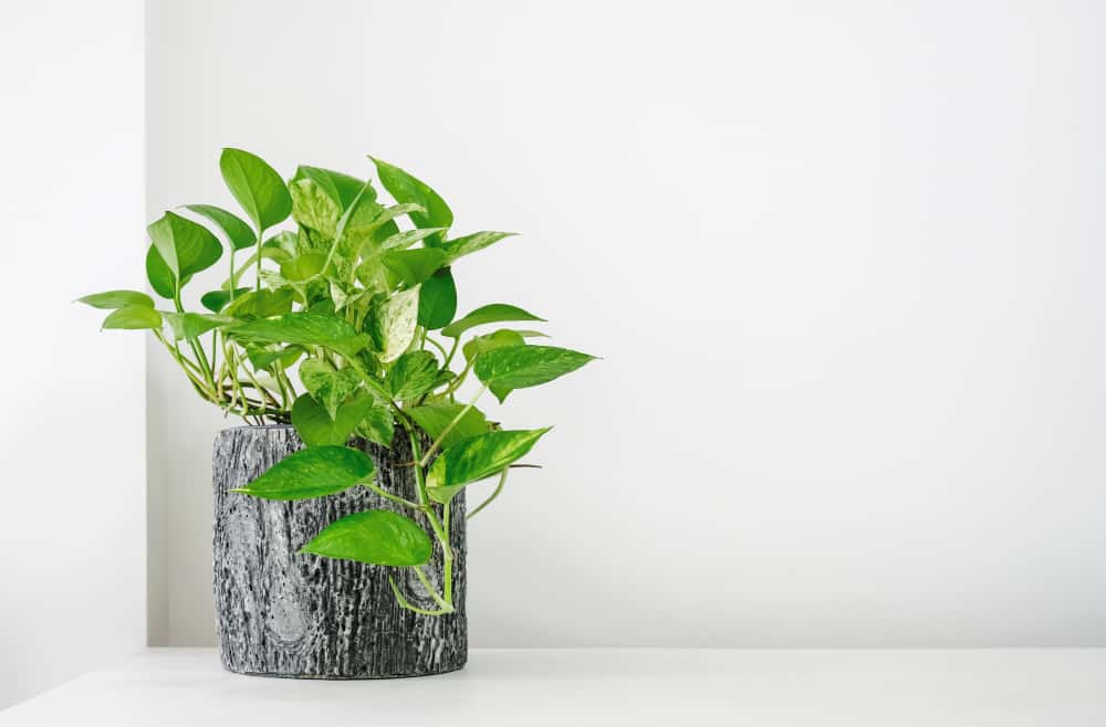 golden pothos money plant