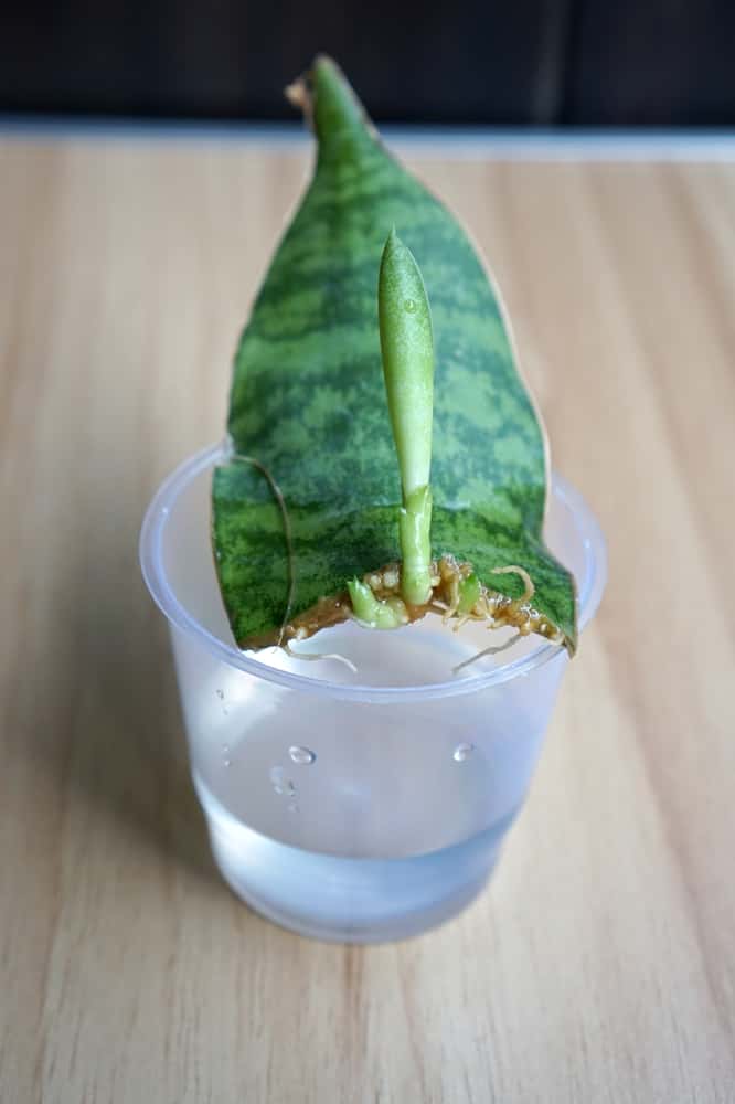 growing tips for snake plant