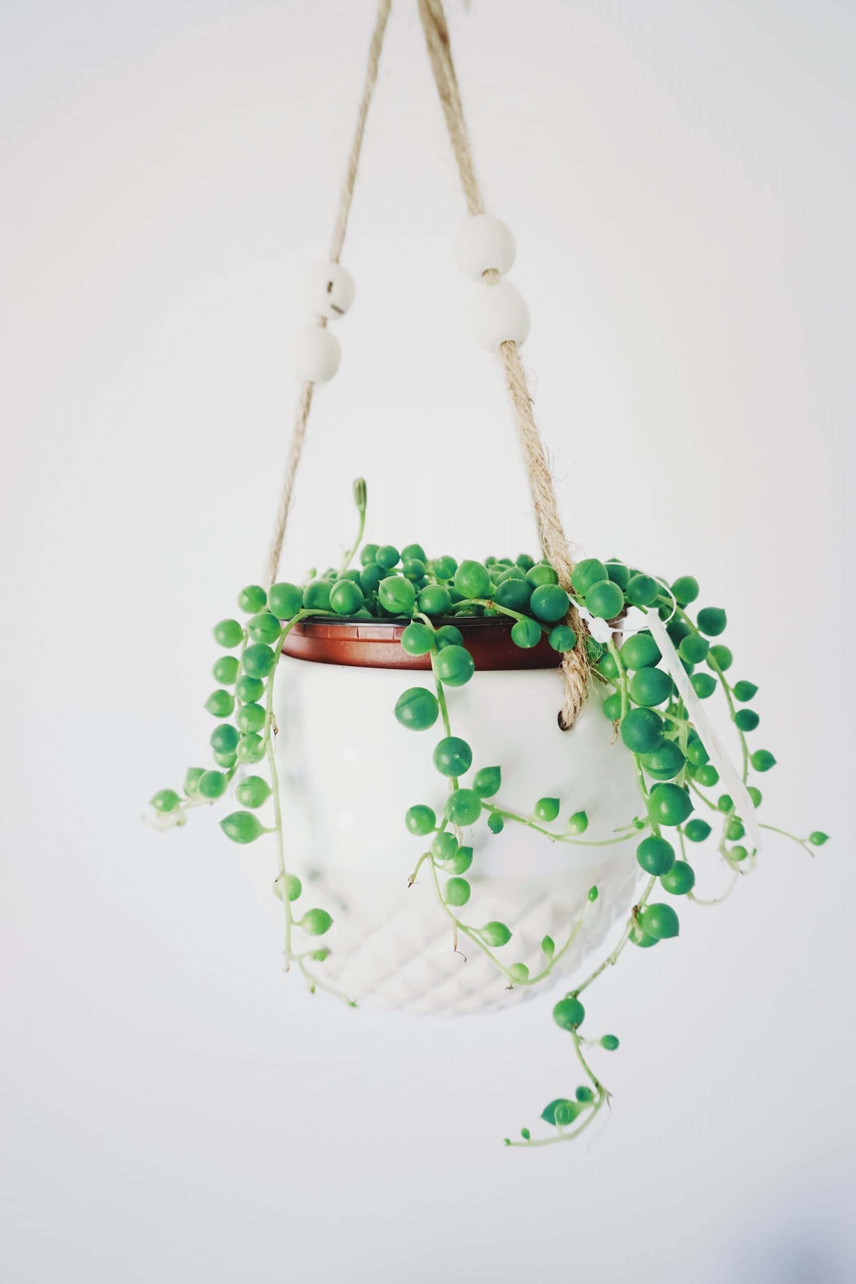 how to take care of jade plant at home