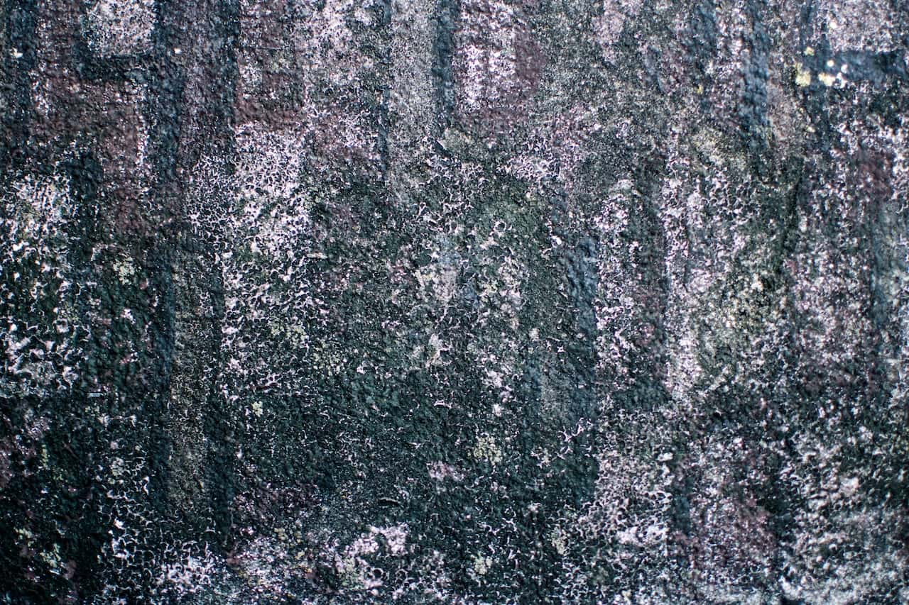 indoor and outdoor moss walls