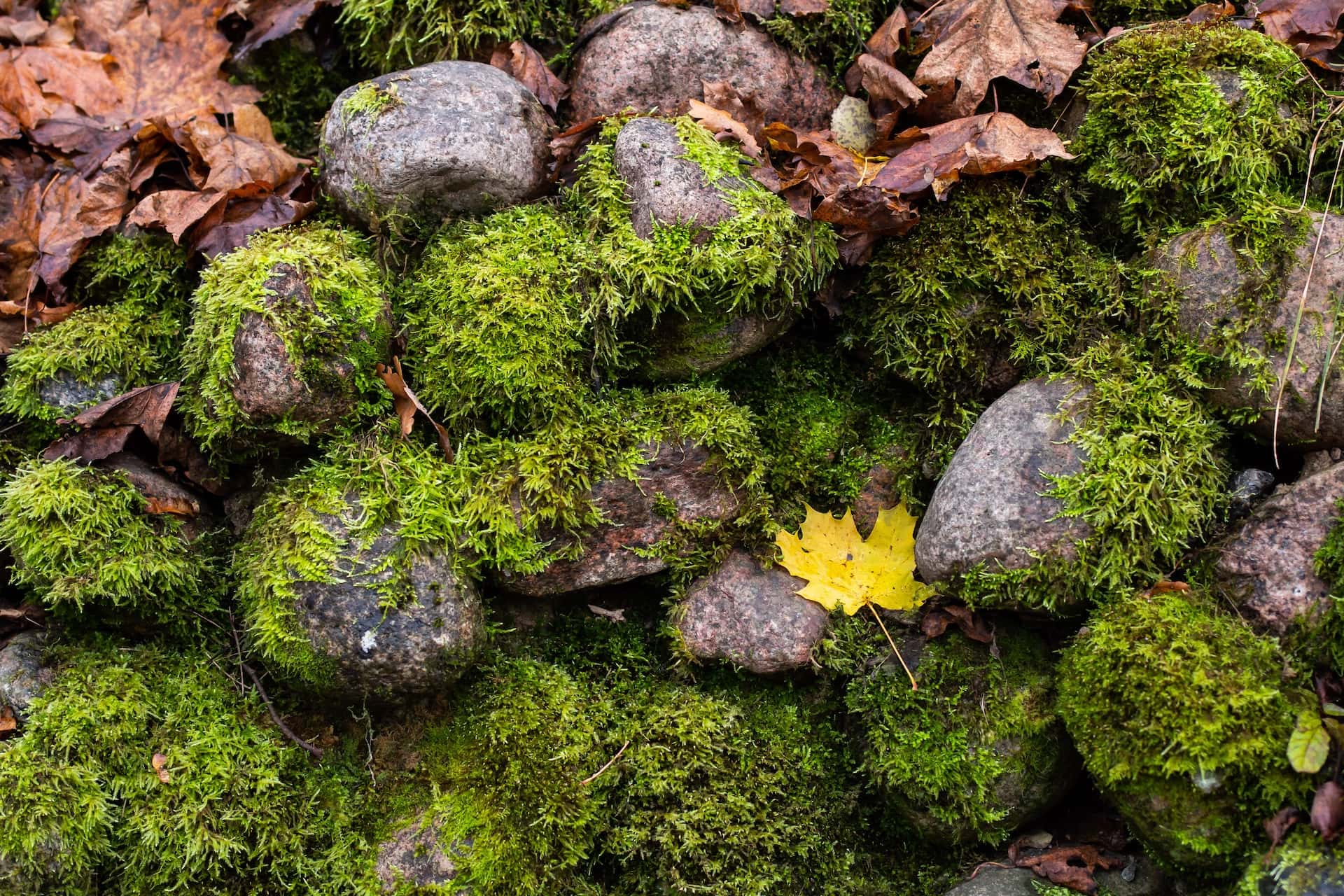 indoor moss wall