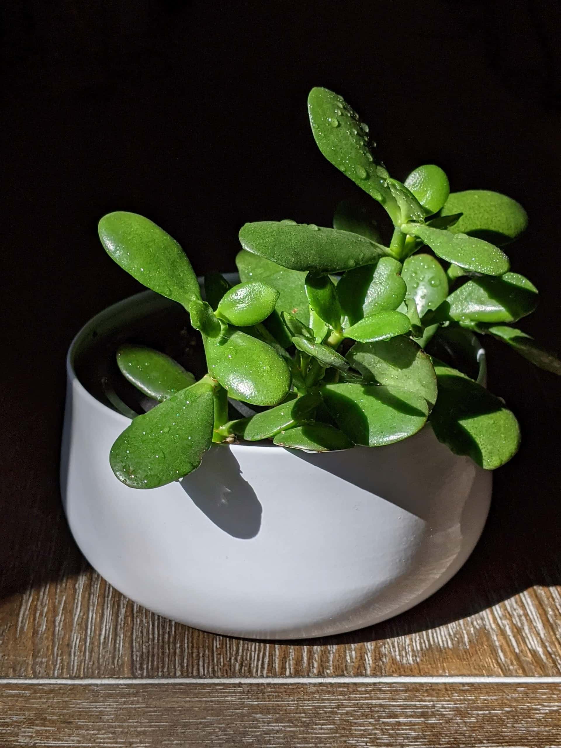 jade money plant