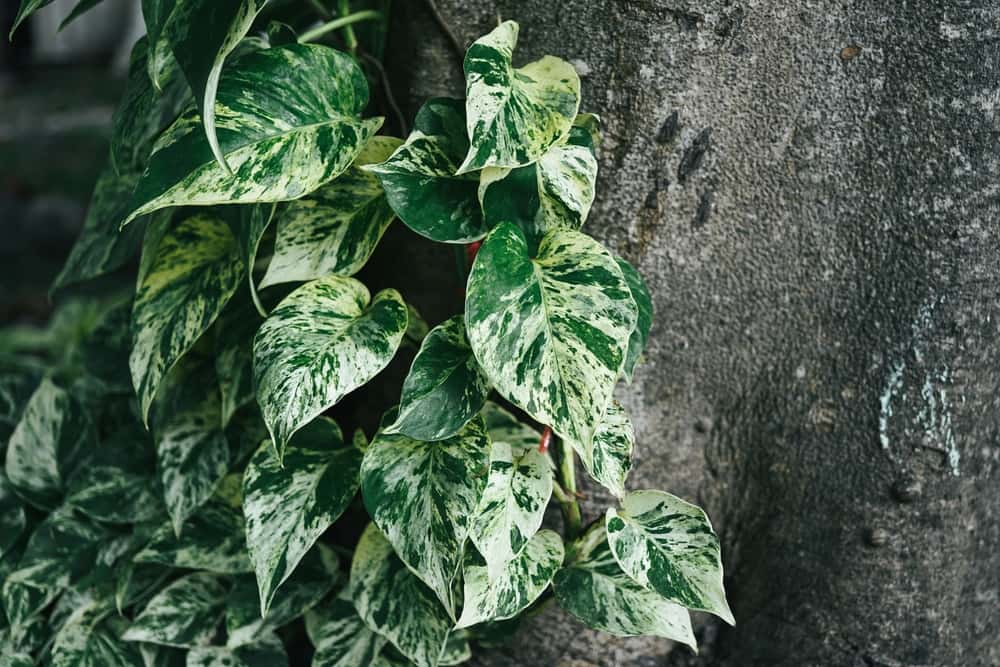 marble queen money plant