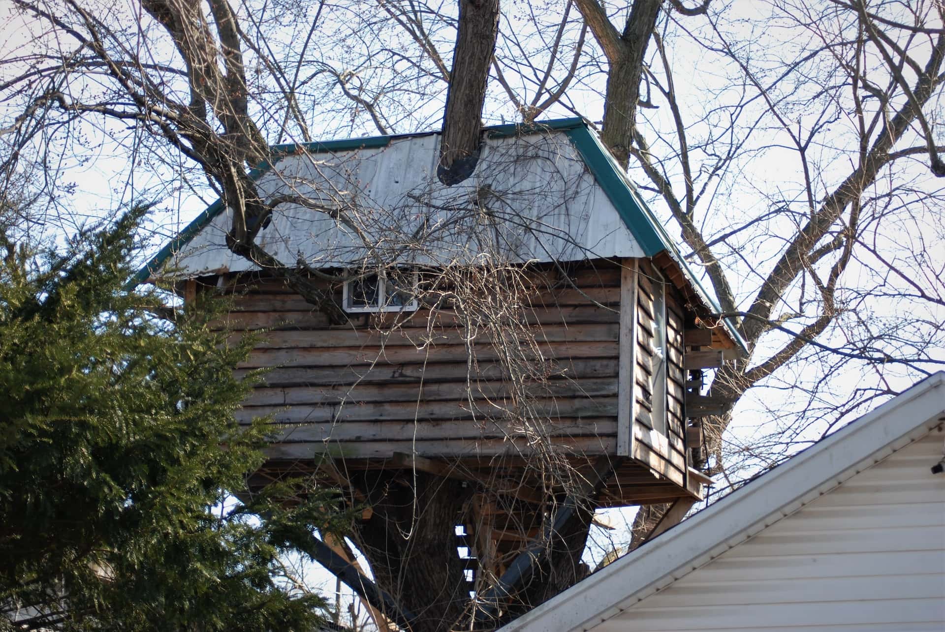 medium size tree house