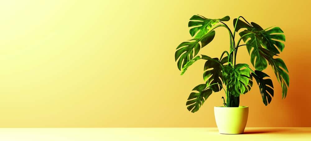 monstera deliciosa money plant