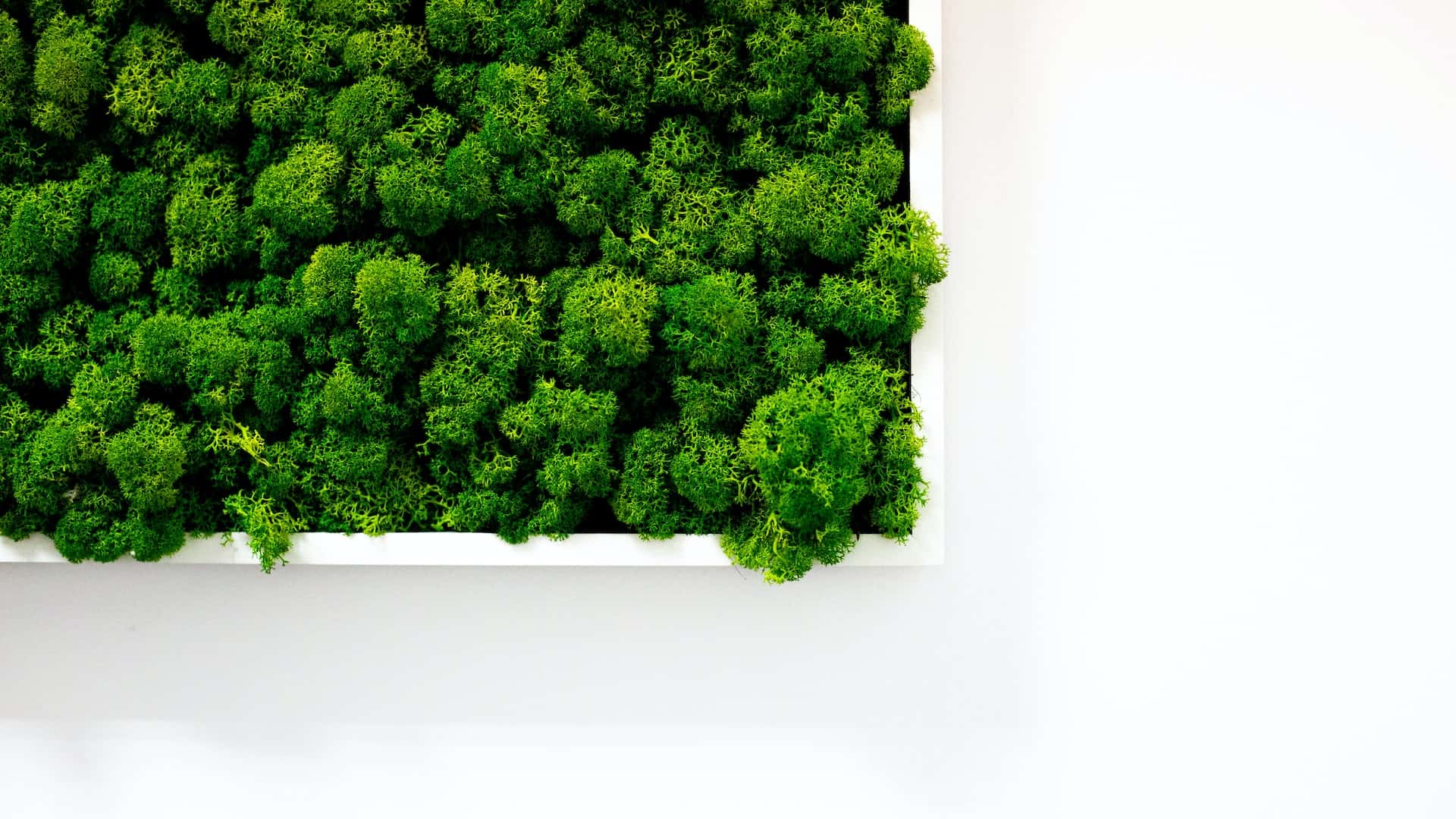 moss on wall