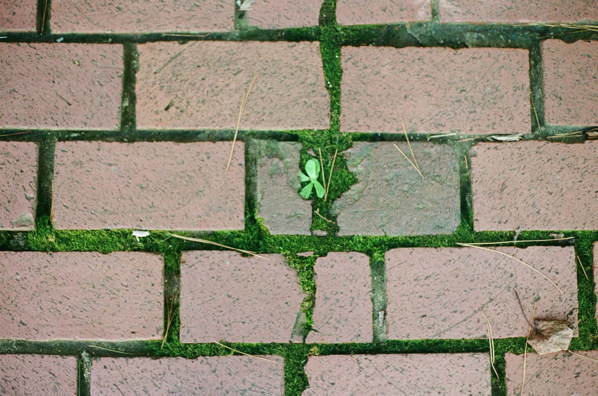 moss outline