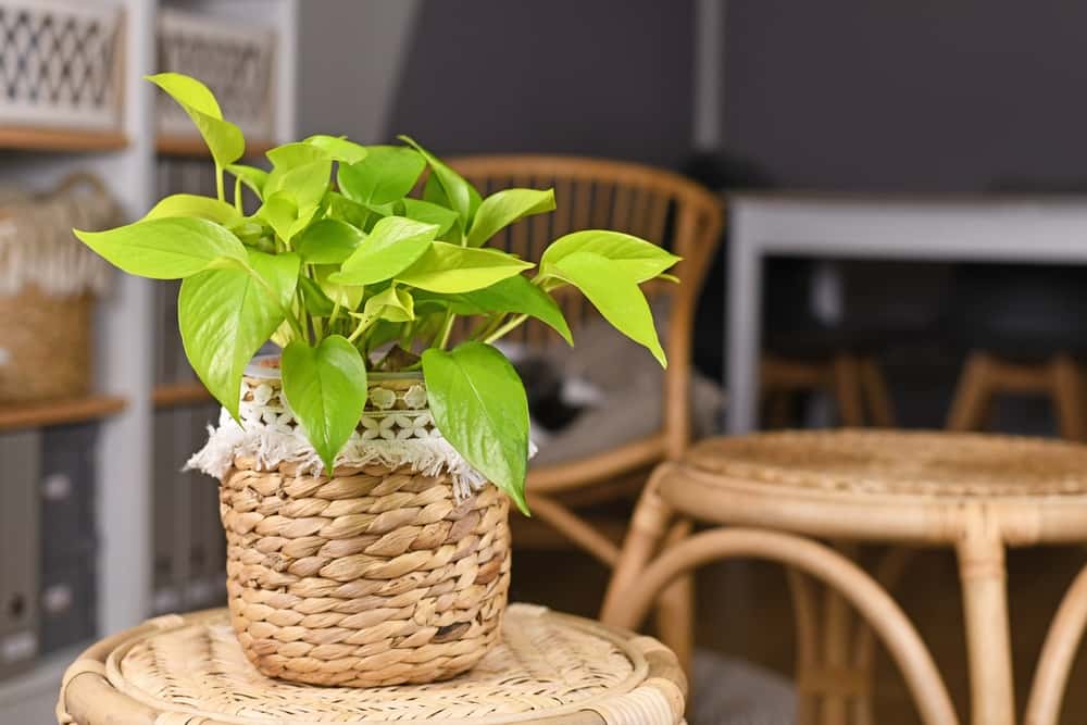 neon money plants