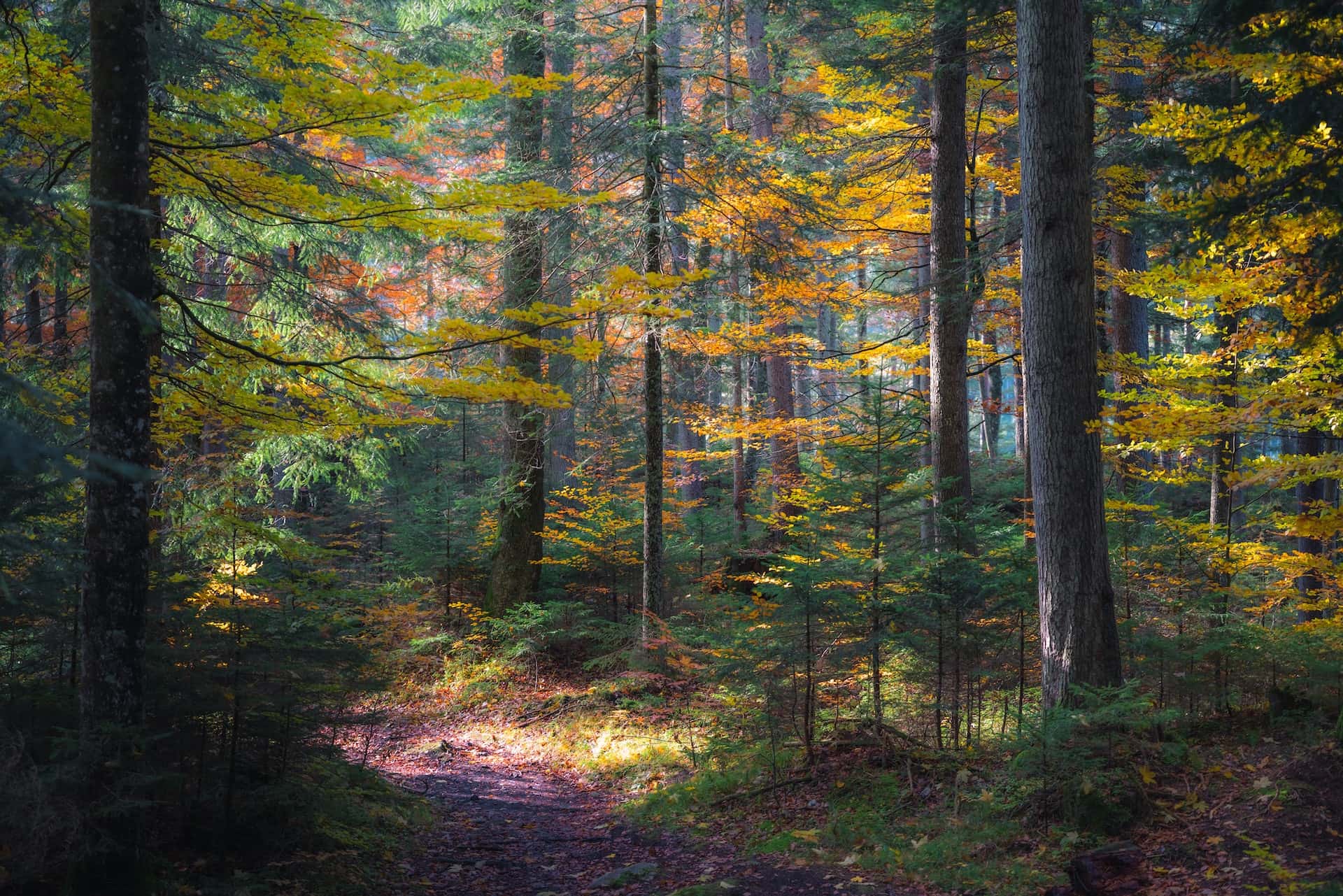 painting of nature and greenery