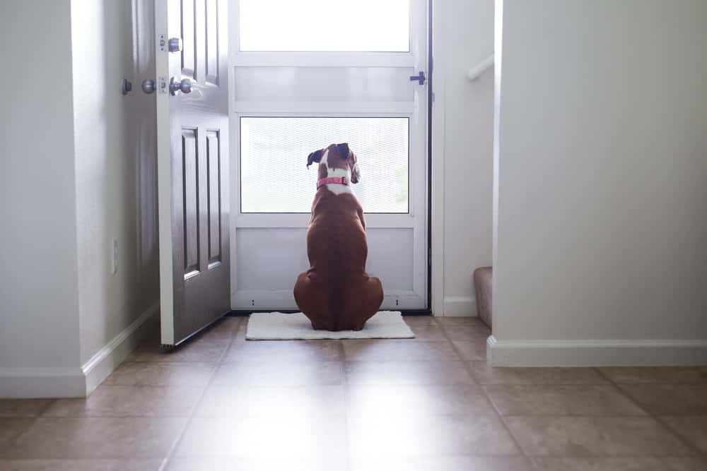 Dog watching through screen door designs in a bright entryway