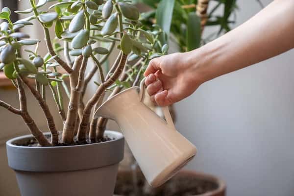 popular types of jade plants