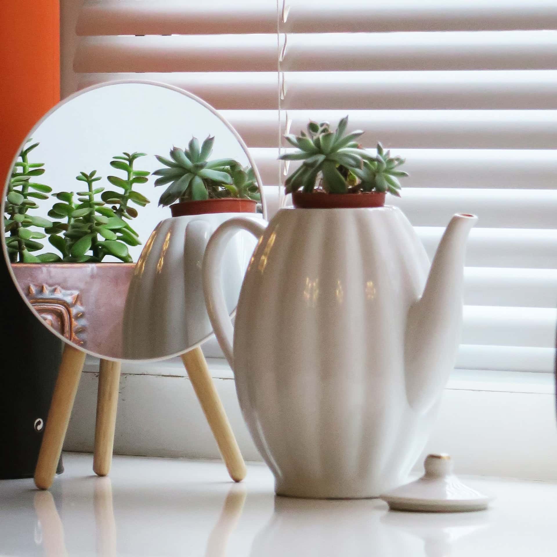 Propagating Jade Plant