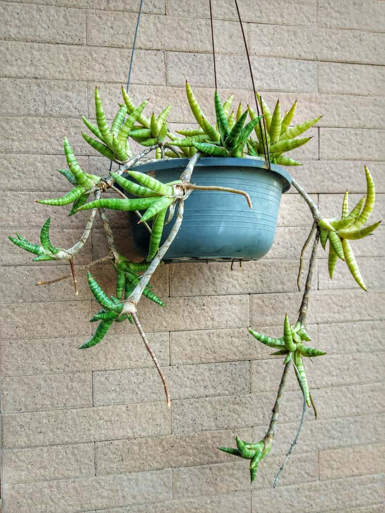 sansevieria ballyi snake plant