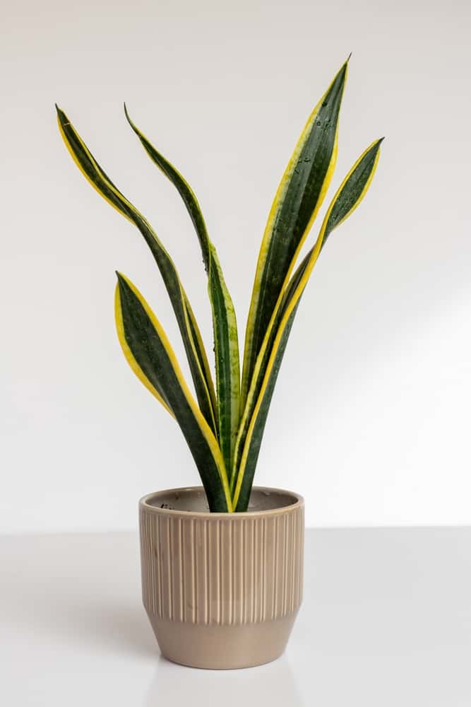 sansevieria black gold snake plant