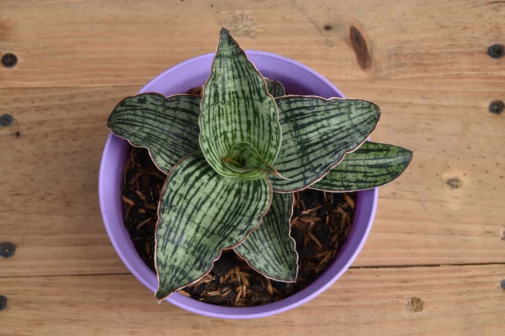 sansevieria cleopatra snake plant