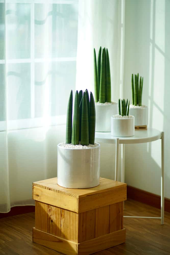 sansevieria cylindrica snake plant
