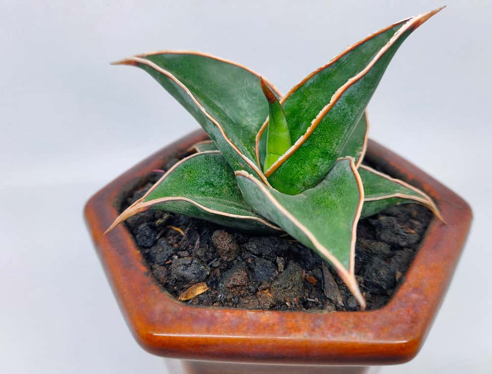 sansevieria ehrenbergii snake plant