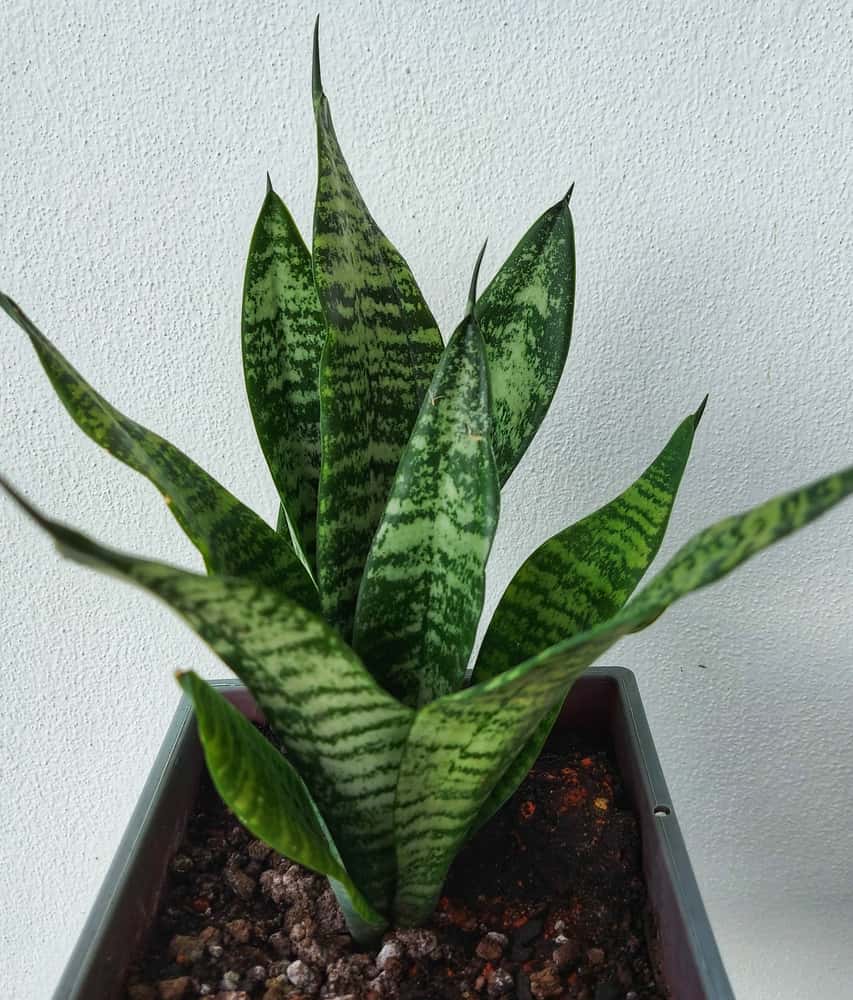 sansevieria futura robusta